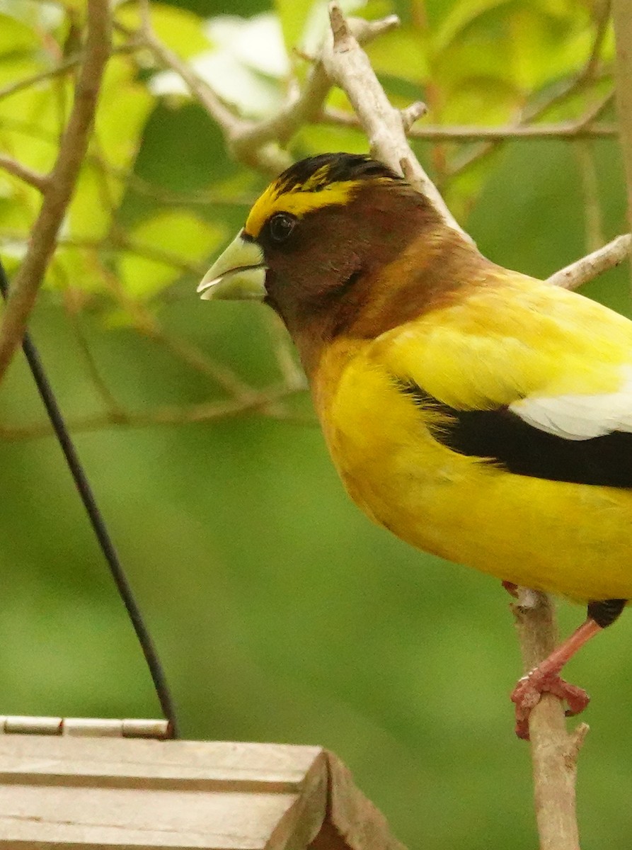 Evening Grosbeak - Kathleen Horn