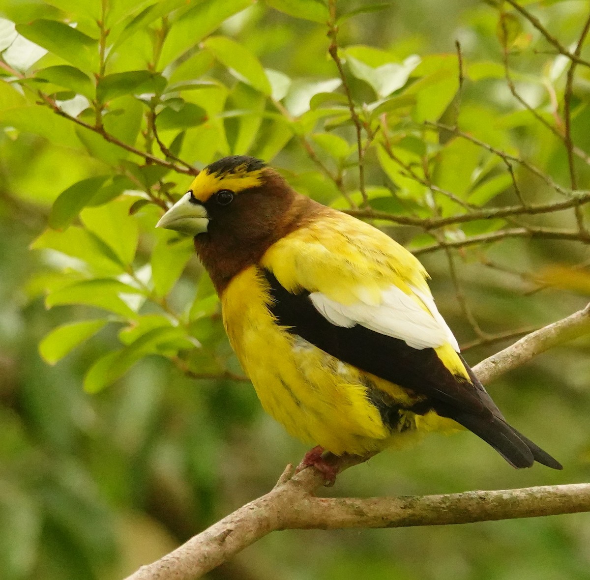 Evening Grosbeak - Kathleen Horn