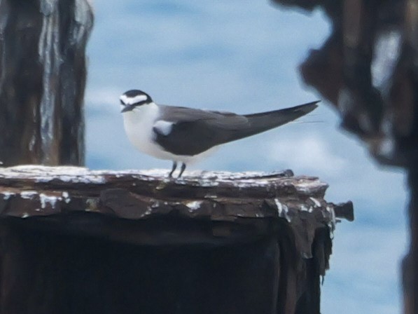 Bridled Tern - Roger Horn