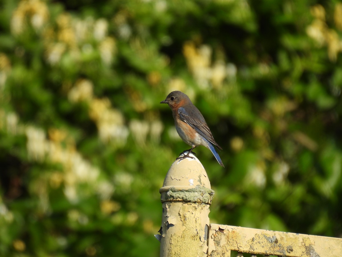 Eastern Bluebird - ML618912997