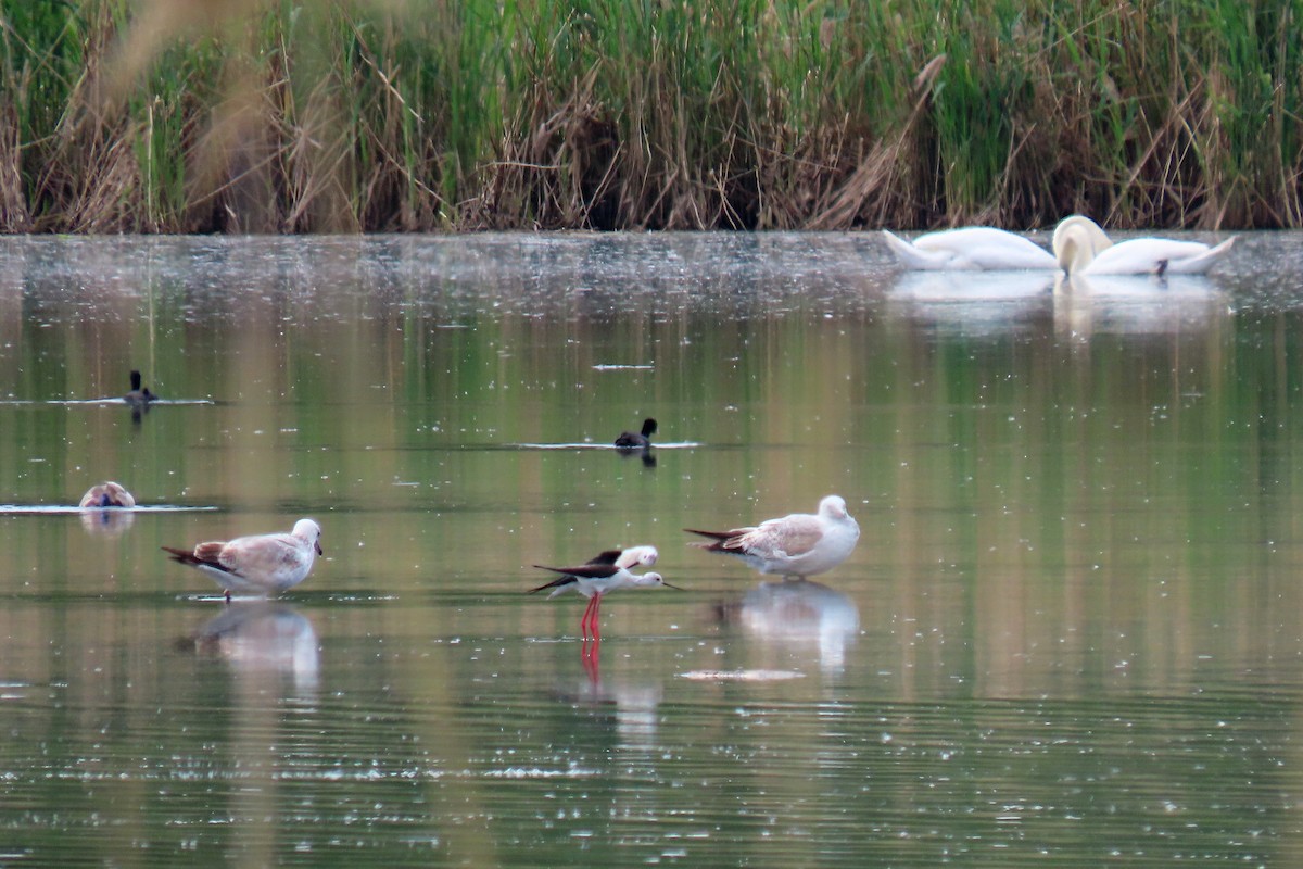 Black-winged Stilt - ML618913006