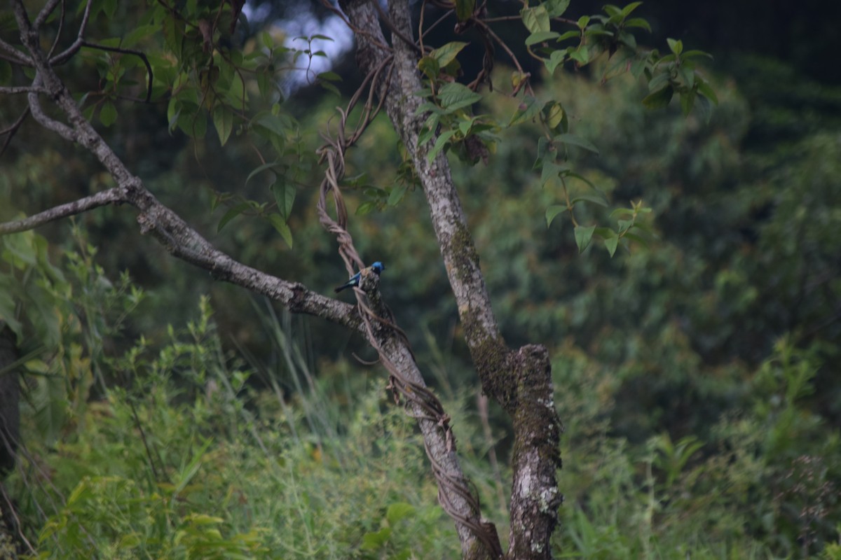 Blue-necked Tanager - Karen Jiménez