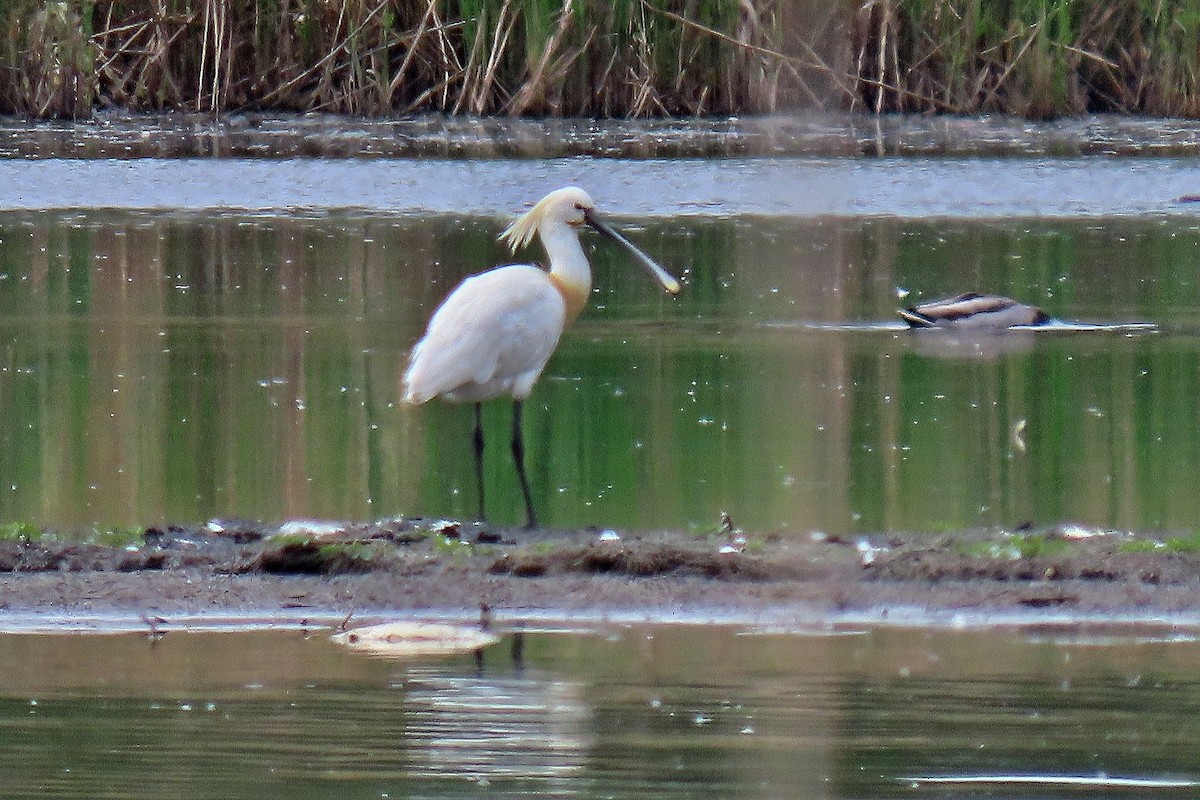 Eurasian Spoonbill - ML618913032