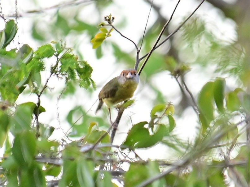 Rufous-browed Peppershrike - Oscar Amaro