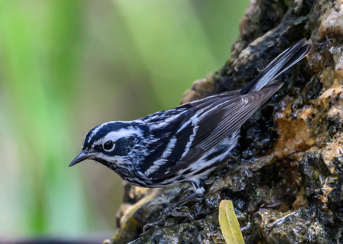 Black-and-white Warbler - ML618913044