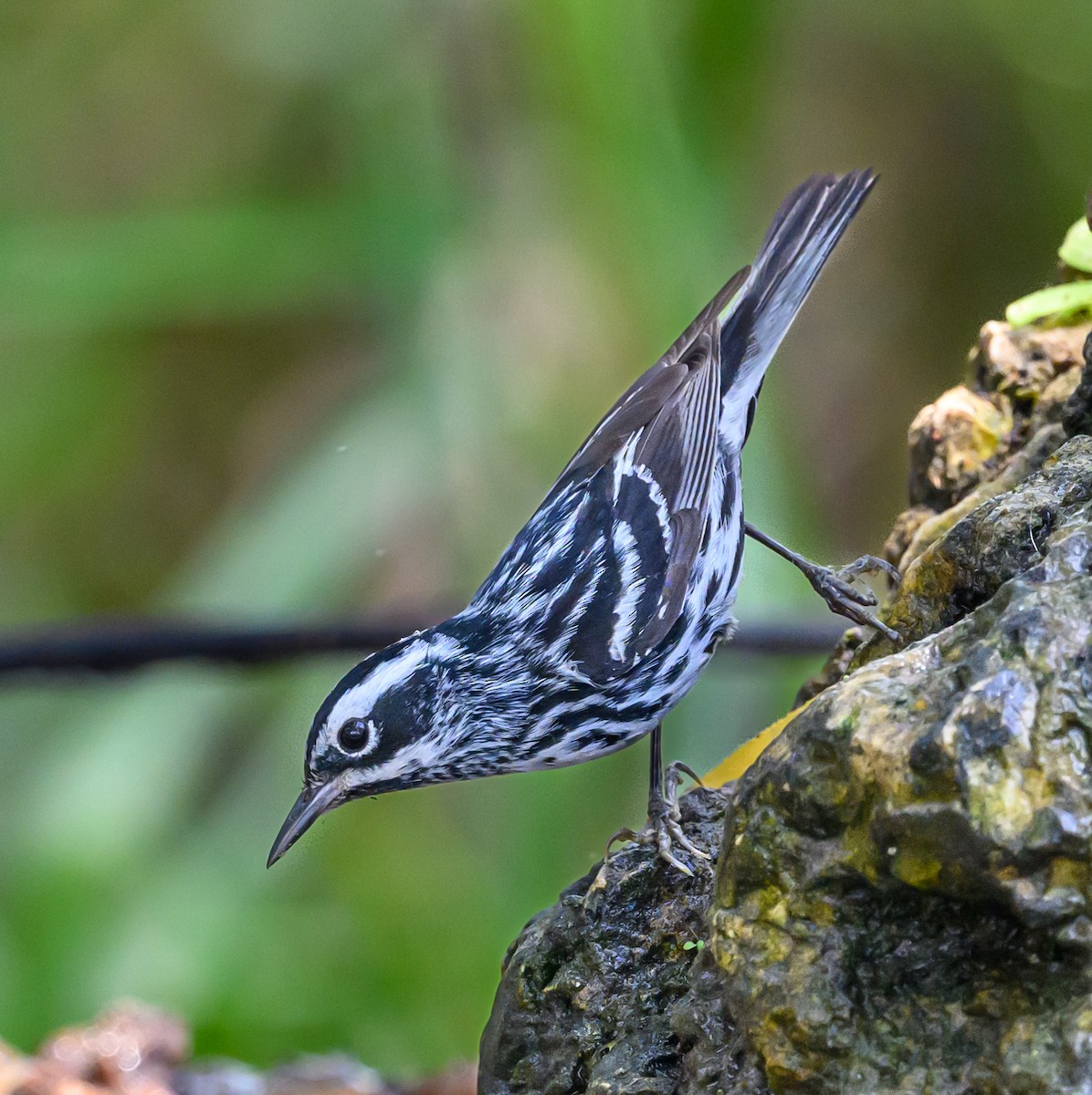 Black-and-white Warbler - Scott Holt