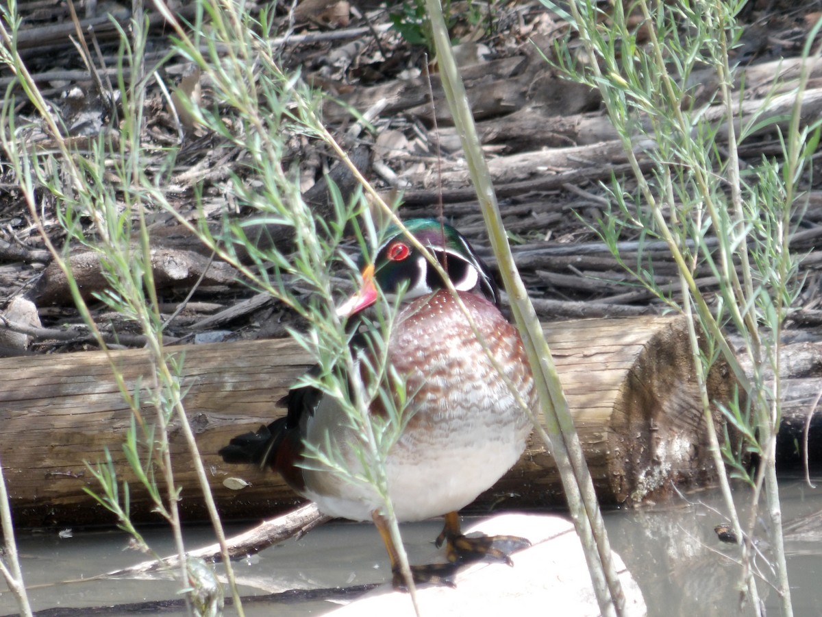 Wood Duck - Nicolette Emms