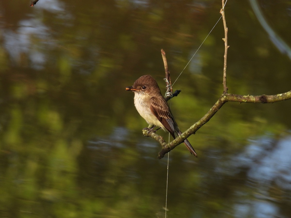 Eastern Phoebe - ML618913051