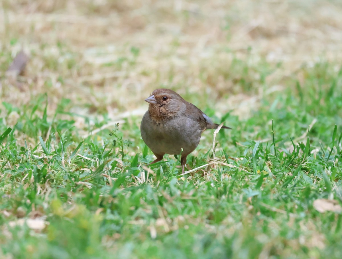 California Towhee - Shawn DOHRING