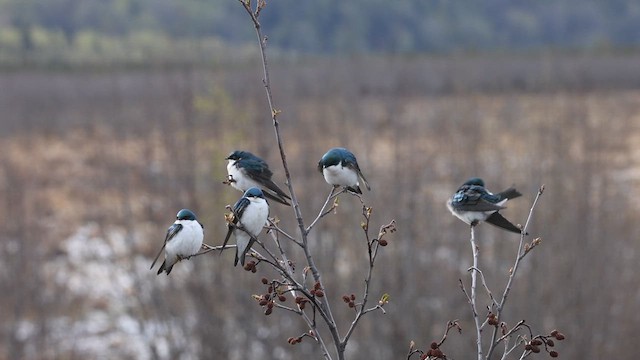 Tree Swallow - ML618913064