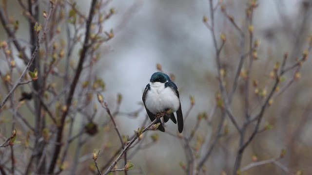 Tree Swallow - ML618913071