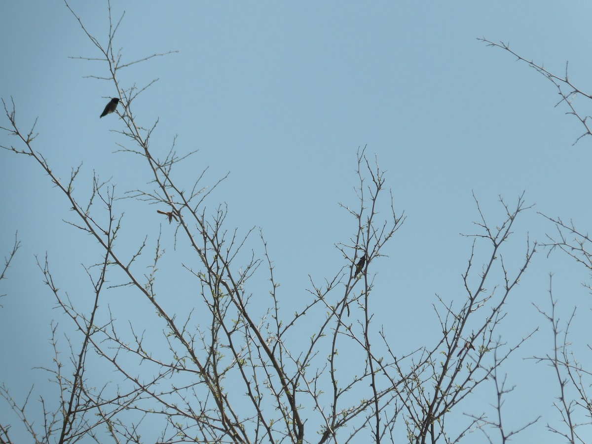 Black-chinned Hummingbird - Nicolette Emms