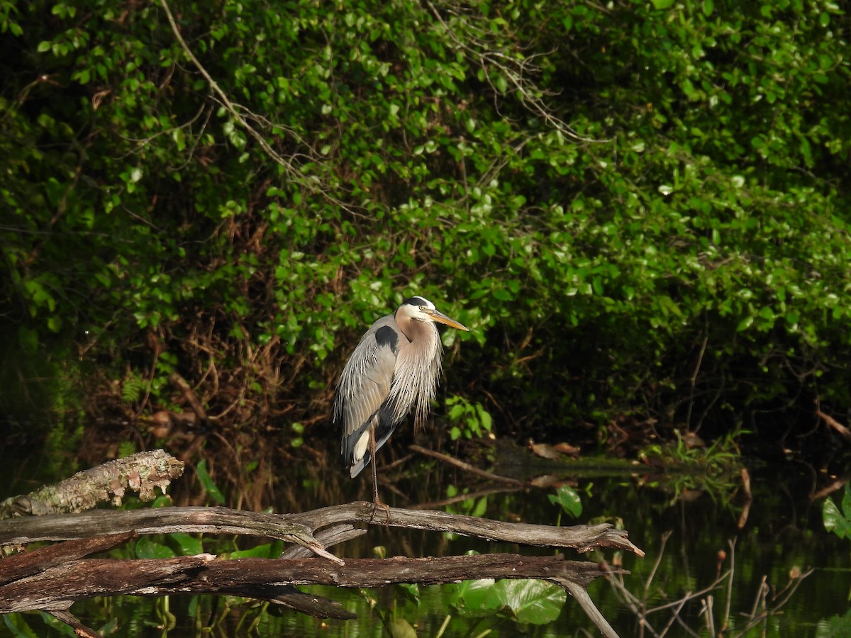 Great Blue Heron - ML618913079