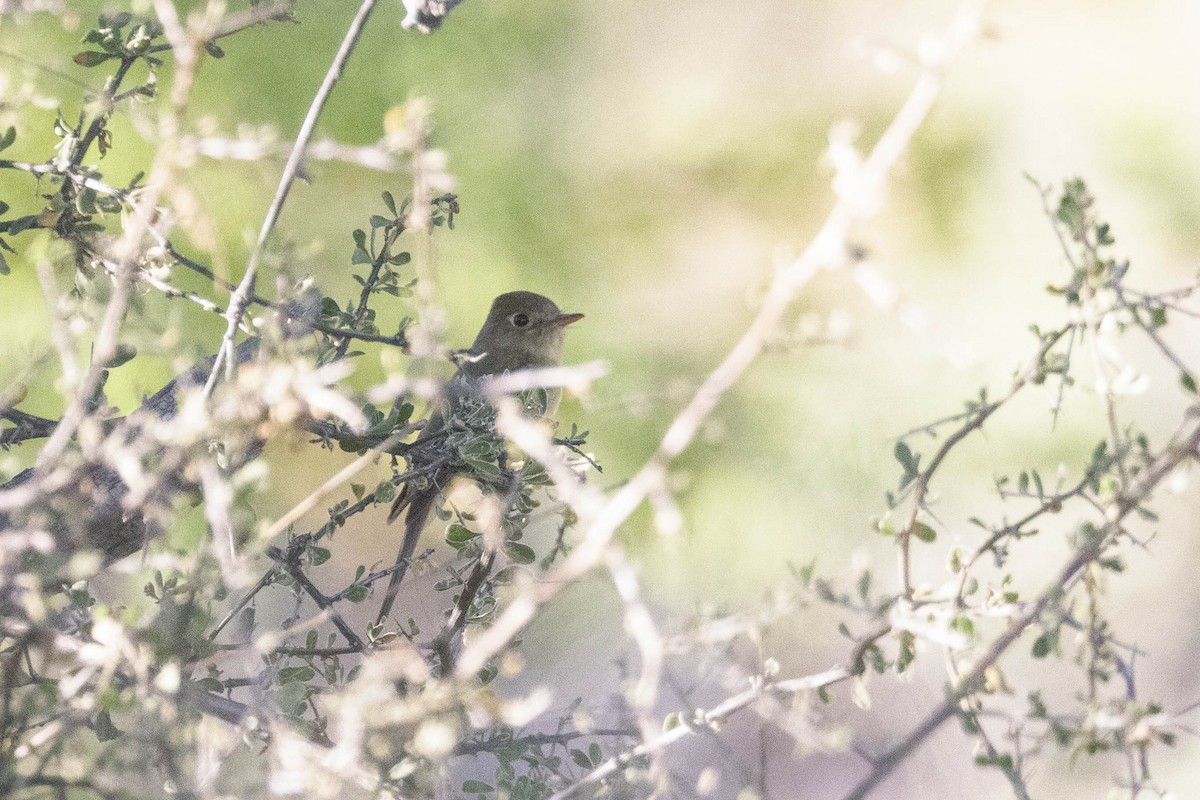 Western Flycatcher - Kenny Younger