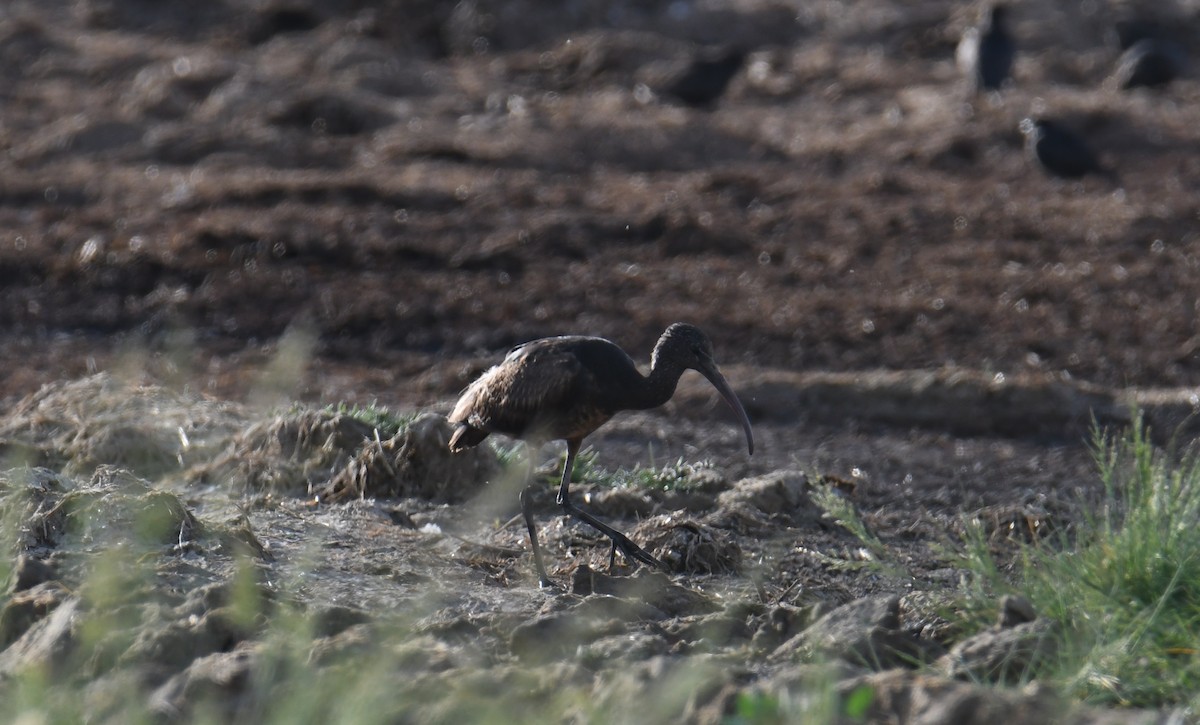 Glossy Ibis - José Barrueso Franco