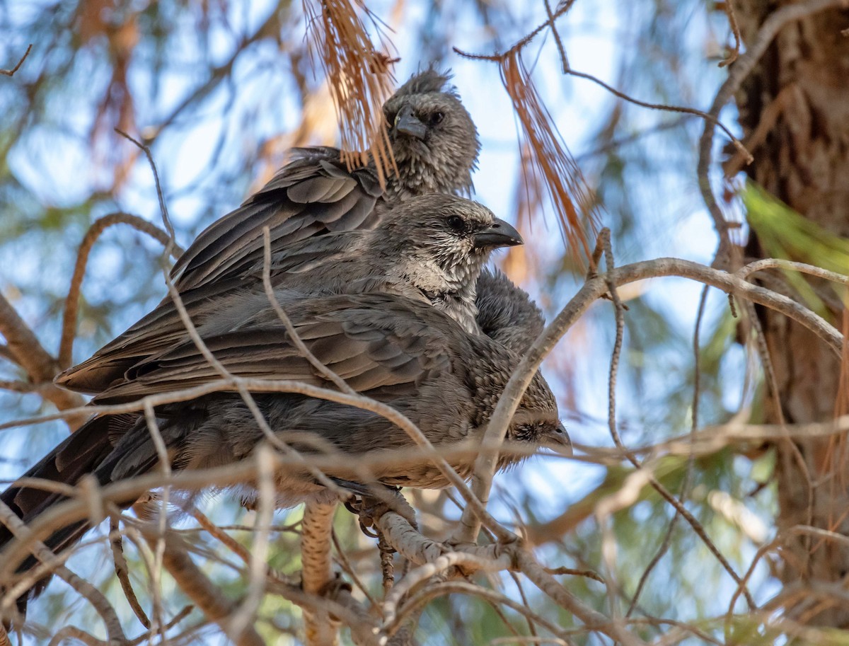 Apostlebird - Hickson Fergusson