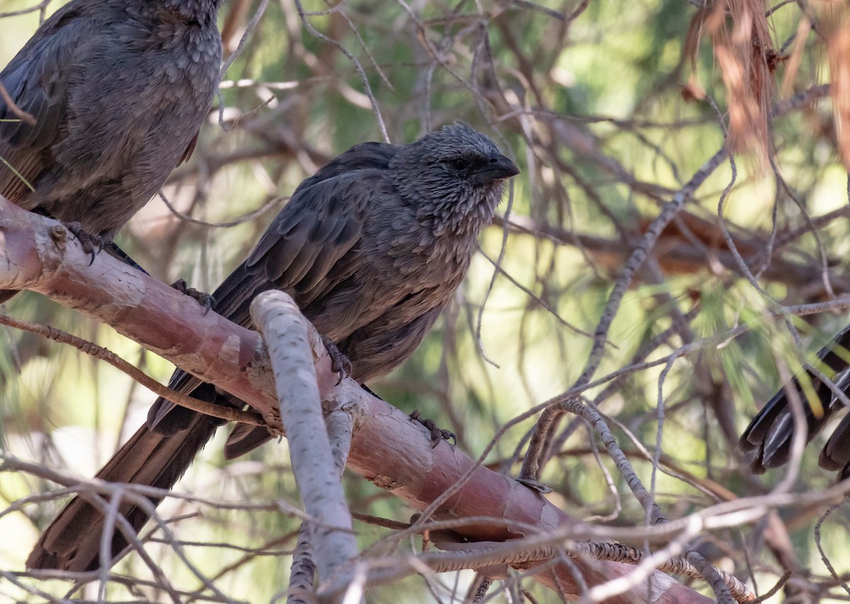 Apostlebird - Hickson Fergusson