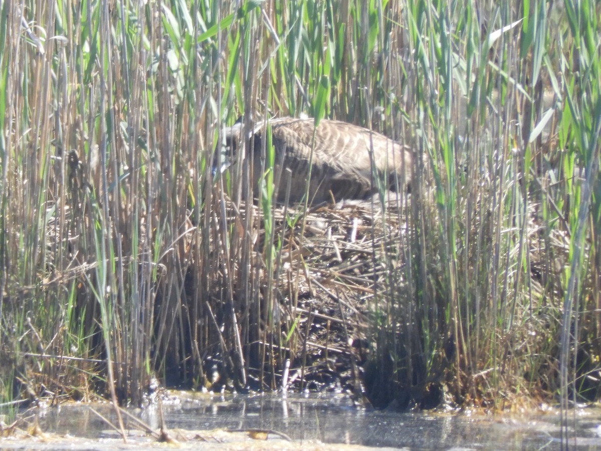 Canada Goose - Ben Springer