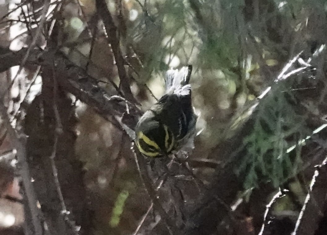 Townsend's Warbler - Henry Detwiler