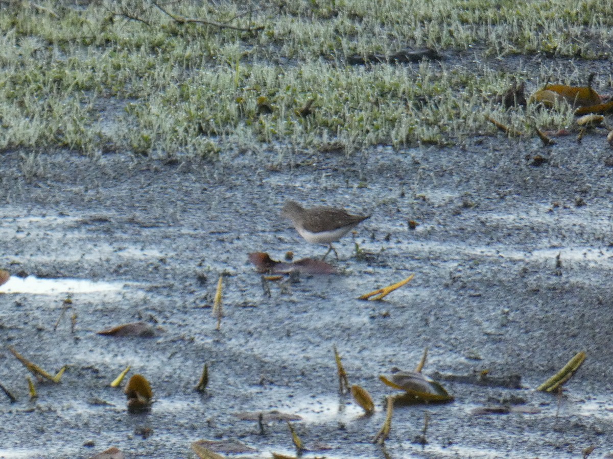 Solitary Sandpiper - Jennifer Grande