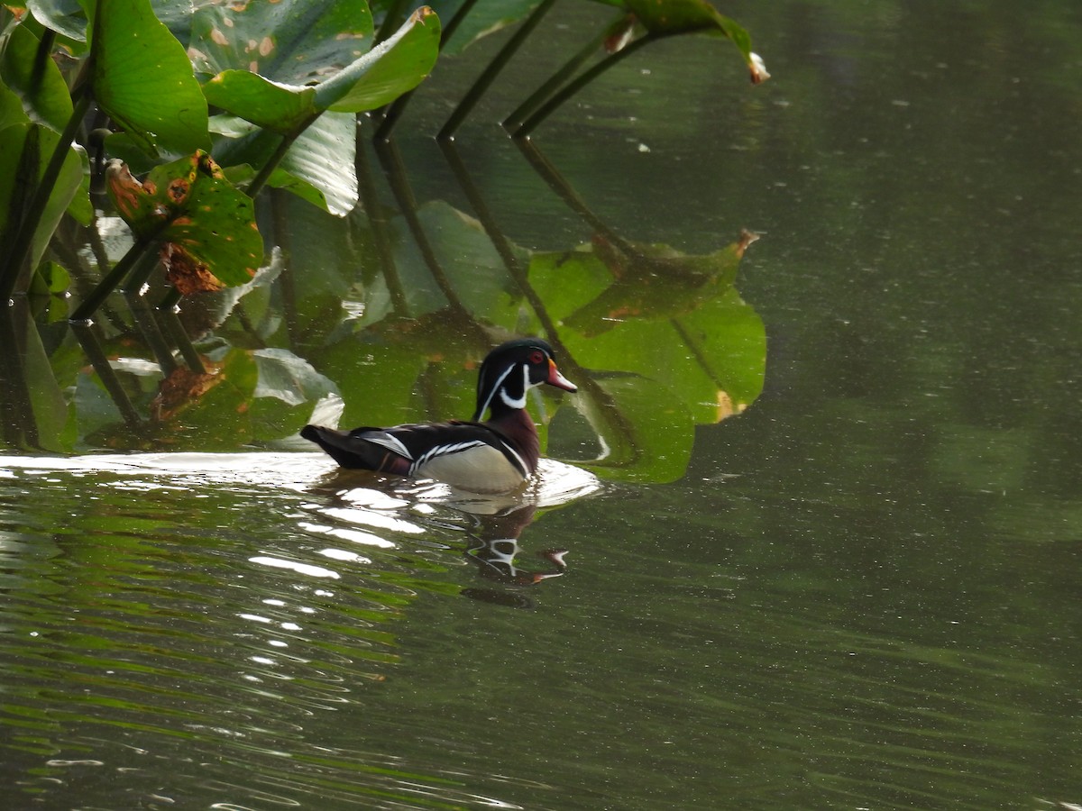 Wood Duck - ML618913102