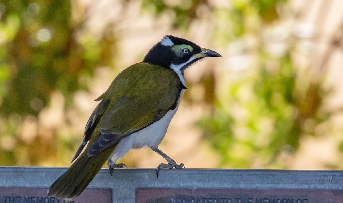 Blue-faced Honeyeater - Hickson Fergusson