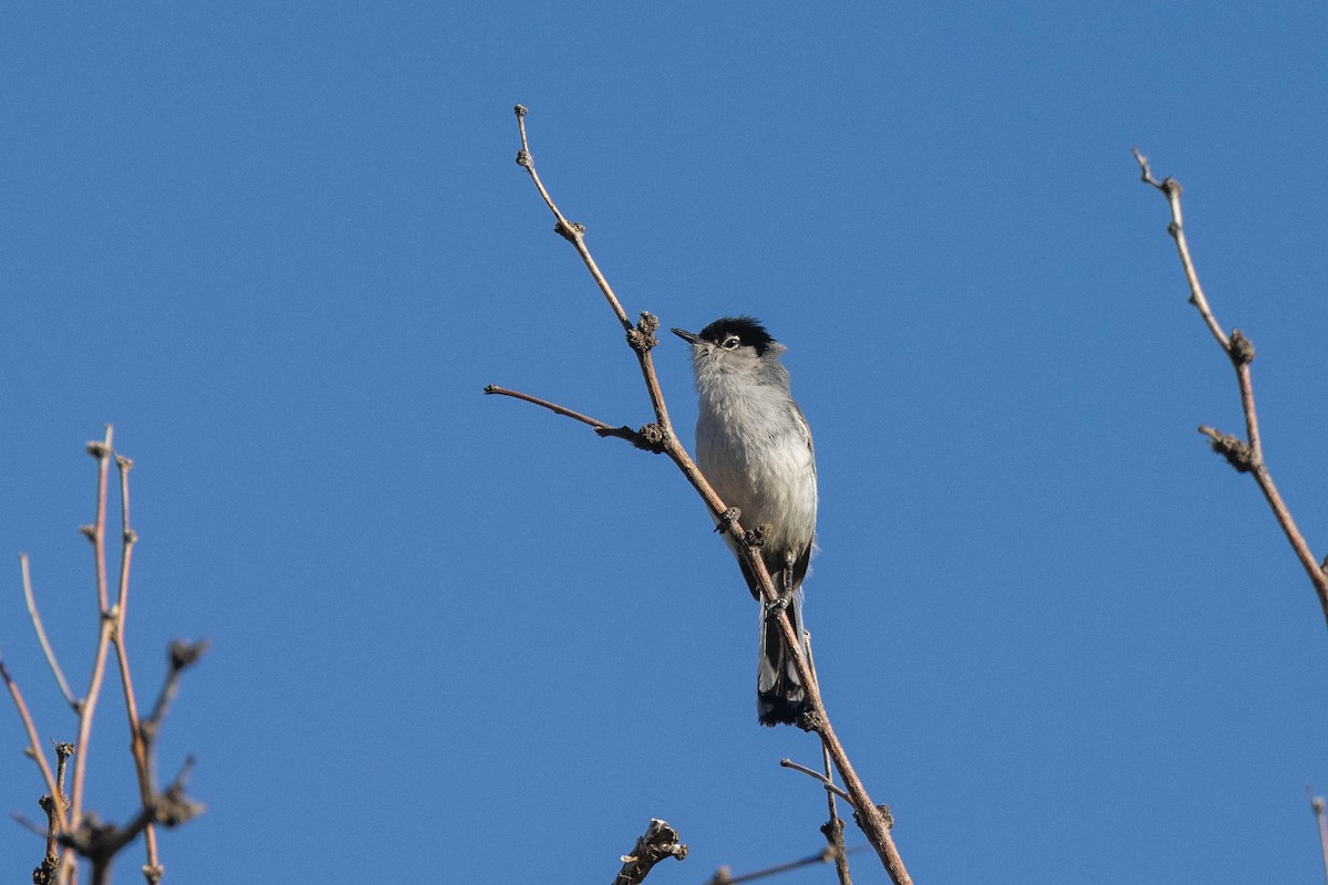 Black-tailed Gnatcatcher - Kenny Younger