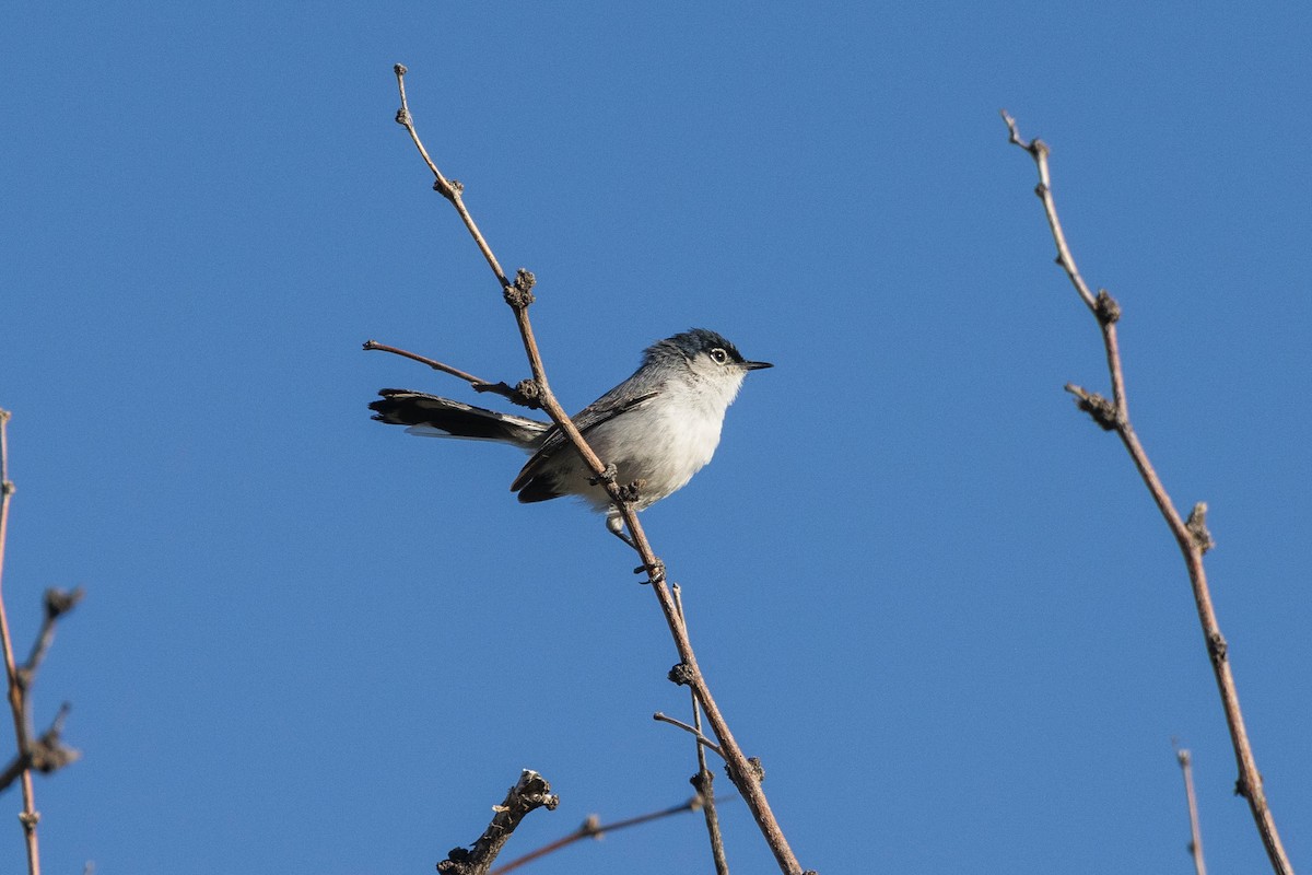 Black-tailed Gnatcatcher - Kenny Younger