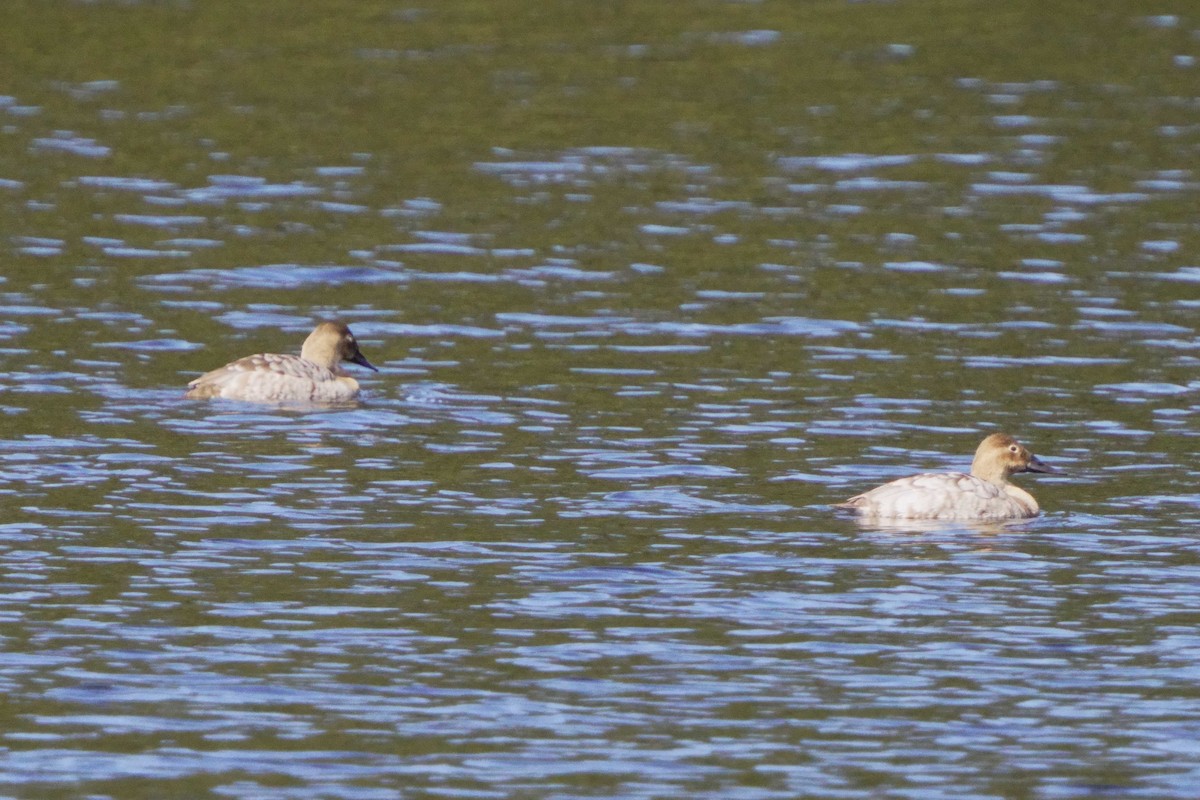 Canvasback - ML618913125