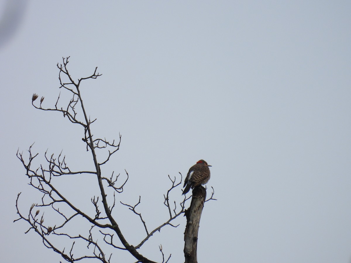 Northern Flicker - ML618913129