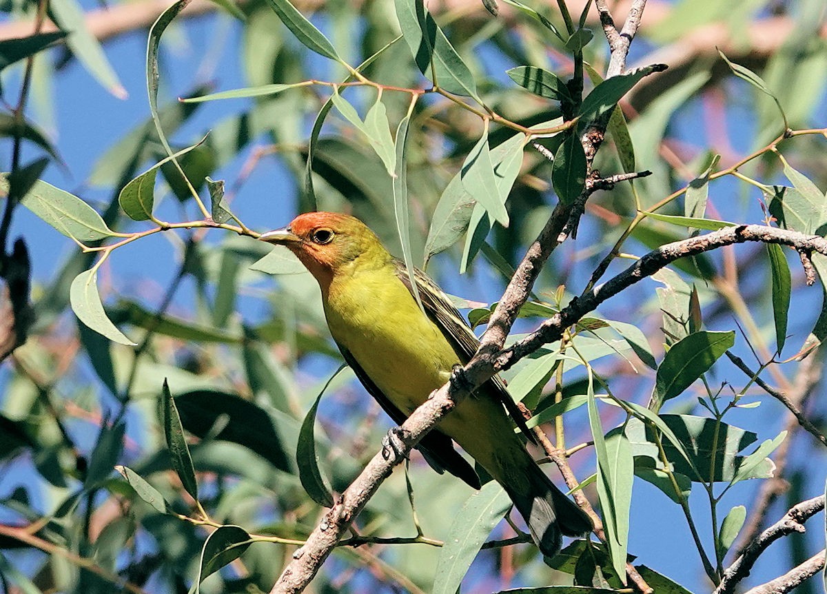 Western Tanager - Henry Detwiler