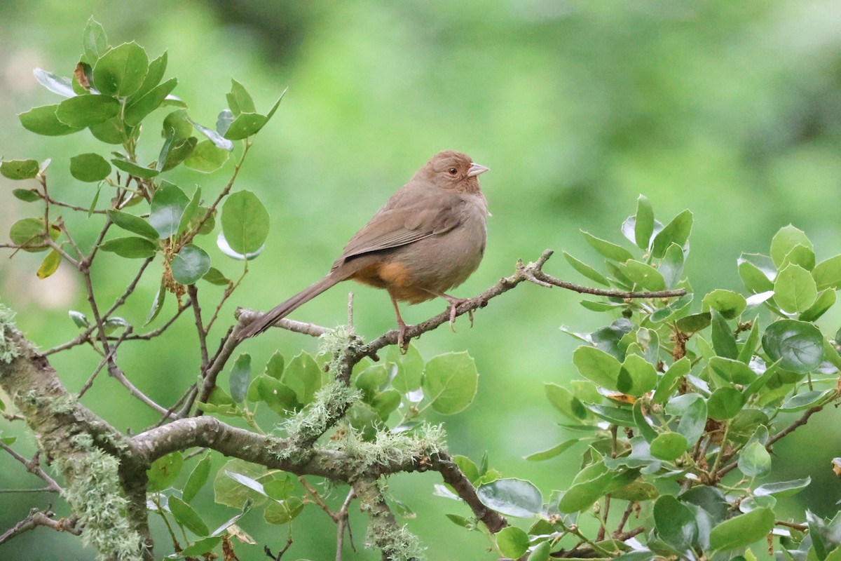 California Towhee - Shawn DOHRING