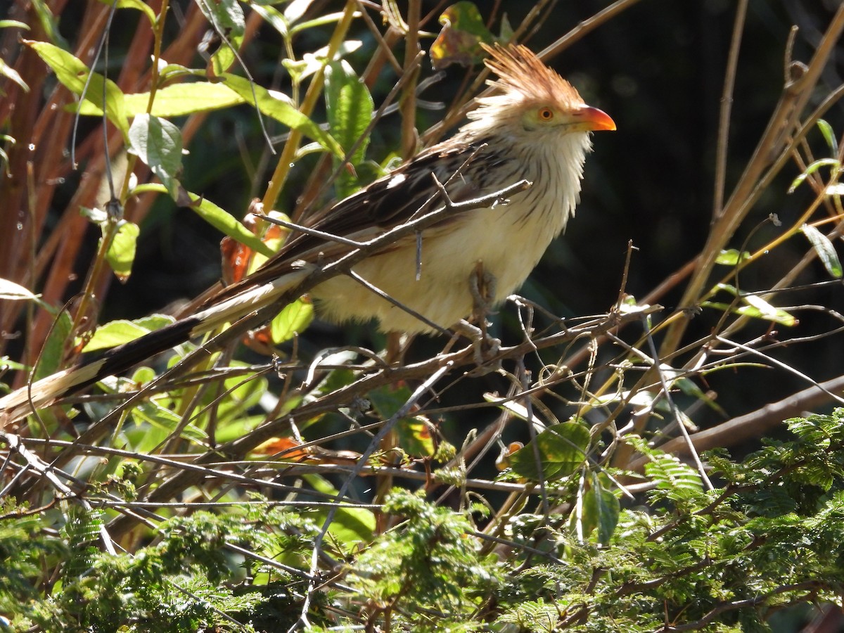 Guira Cuckoo - ML618913157