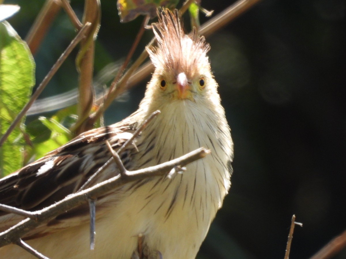 Guira Cuckoo - ML618913158
