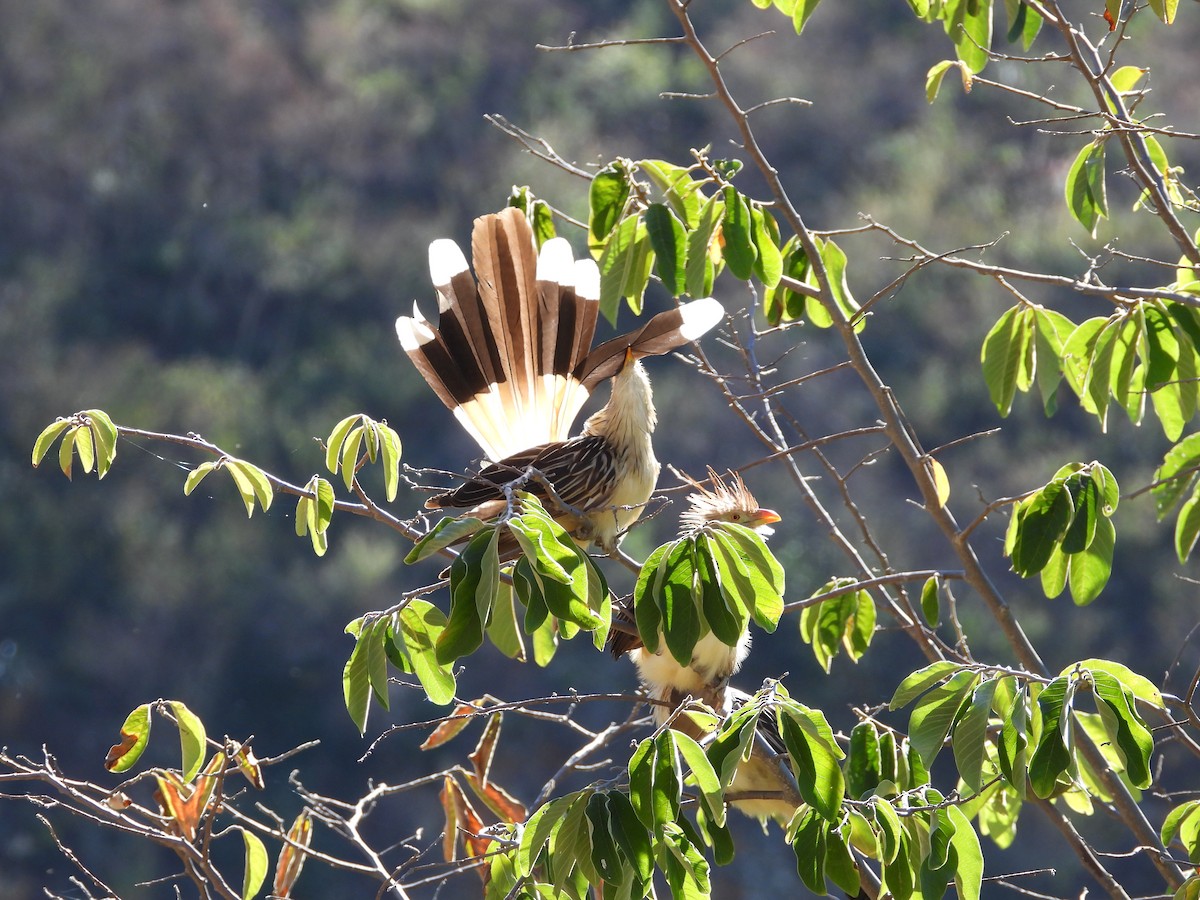 Guira Cuckoo - VICTOR HUGO Achá Garcia