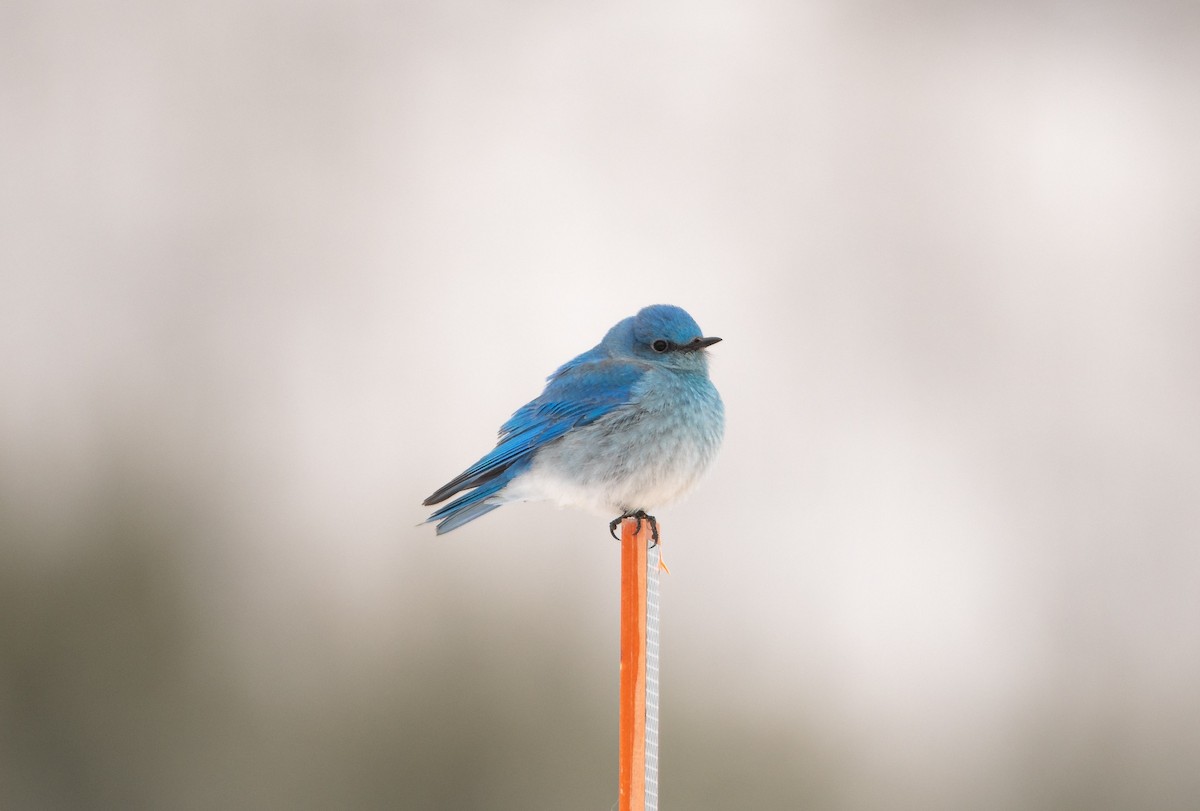 Mountain Bluebird - Merijn van den Bosch