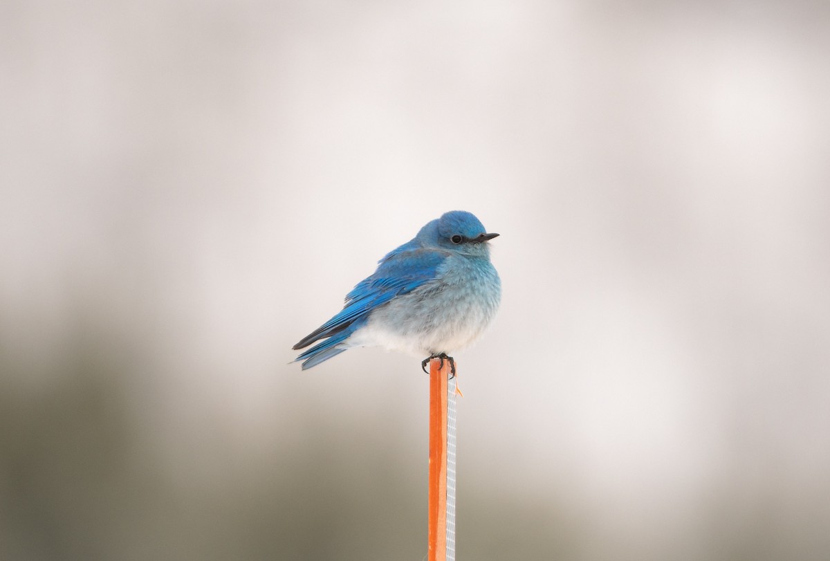 Mountain Bluebird - ML618913167