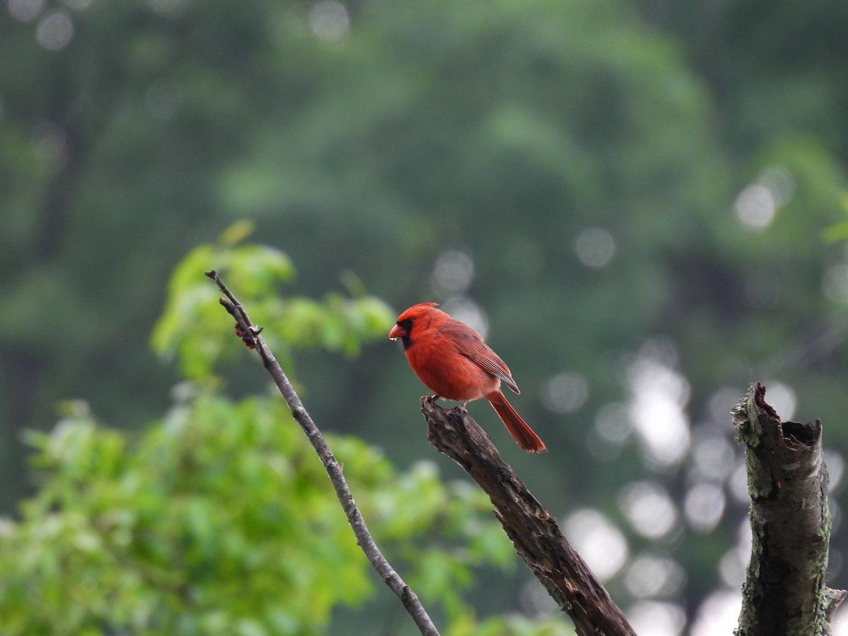 Northern Cardinal - ML618913168