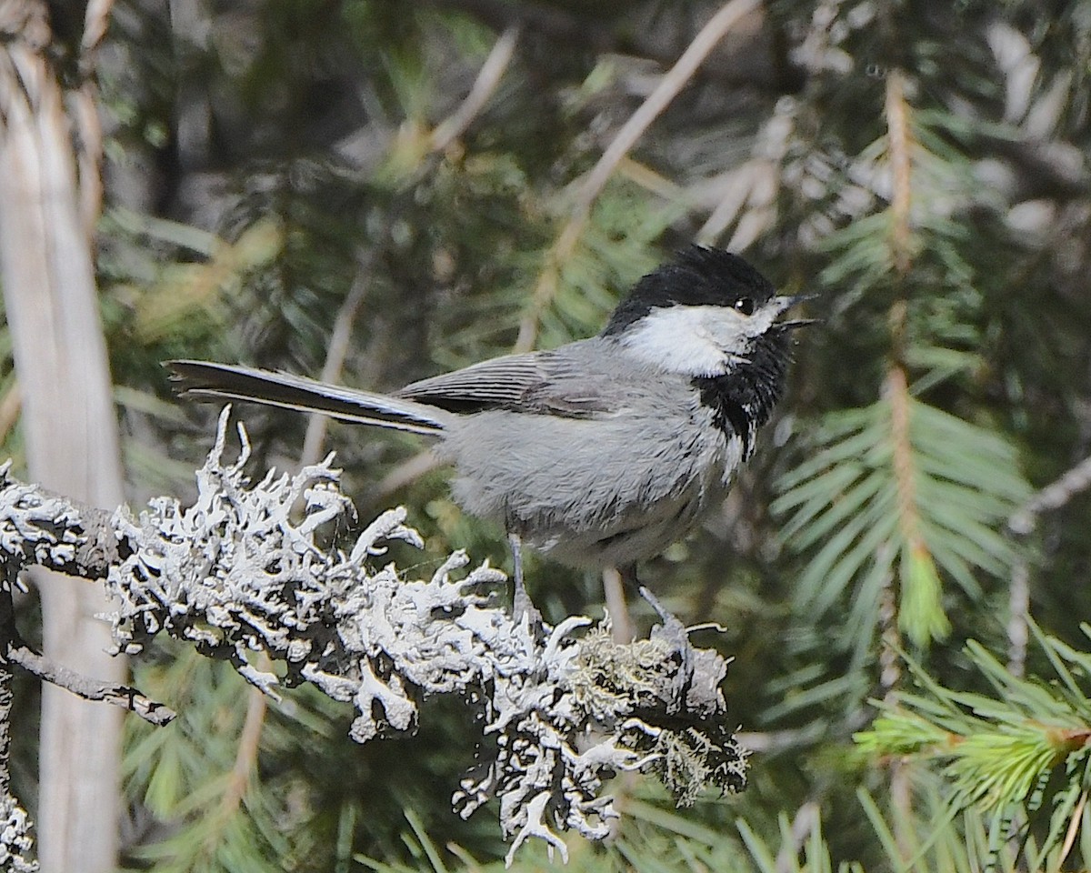 Mexican Chickadee - Ted Wolff