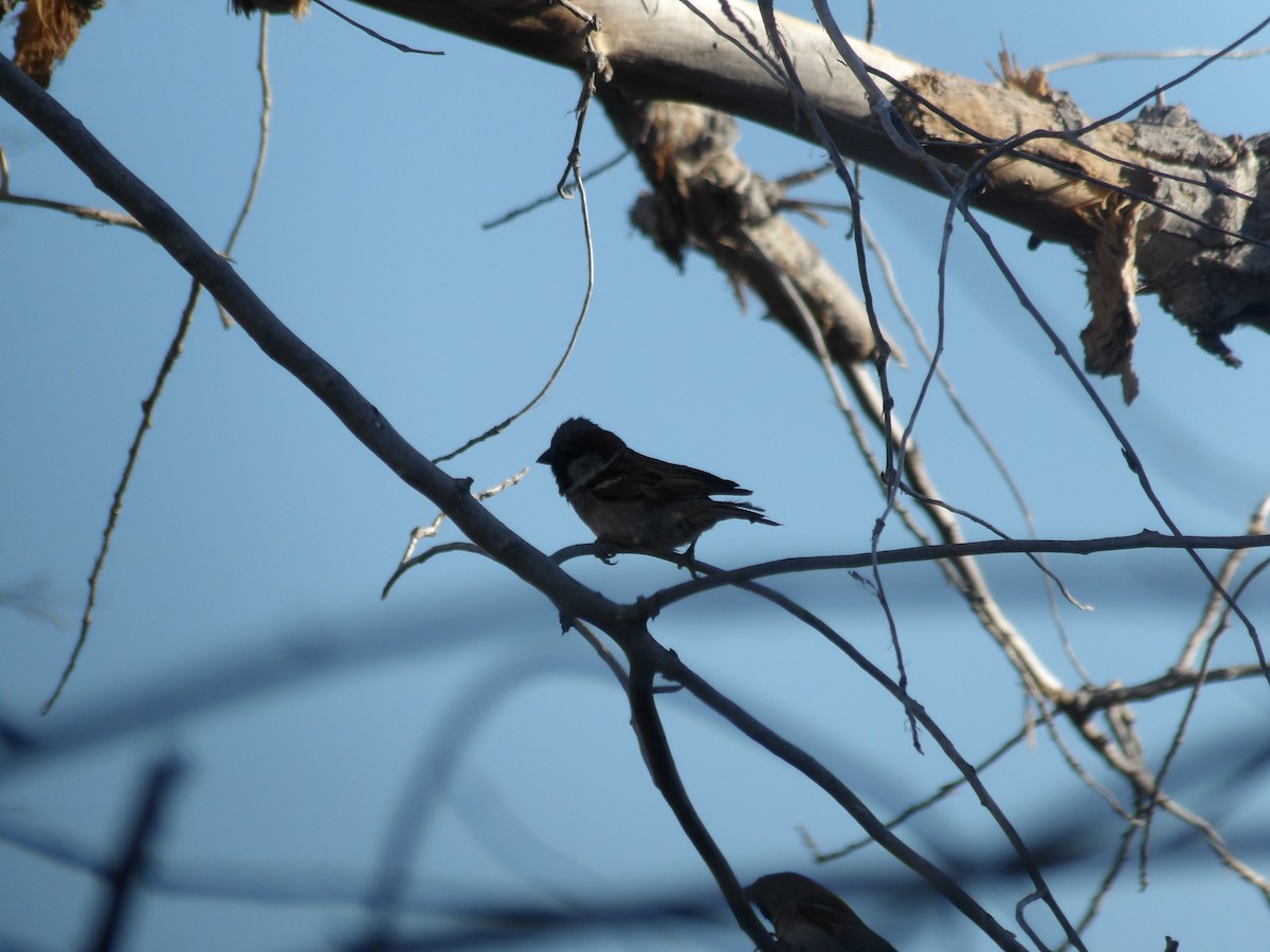 House Sparrow - Nicolette Emms