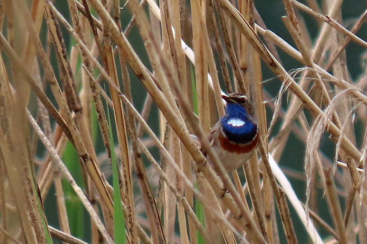 Bluethroat - ML618913212