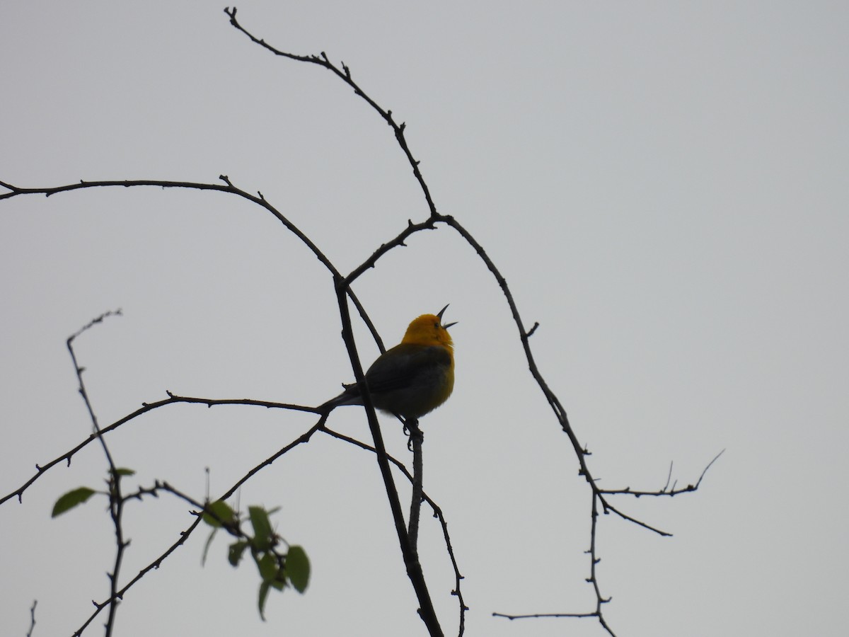 Prothonotary Warbler - ML618913213