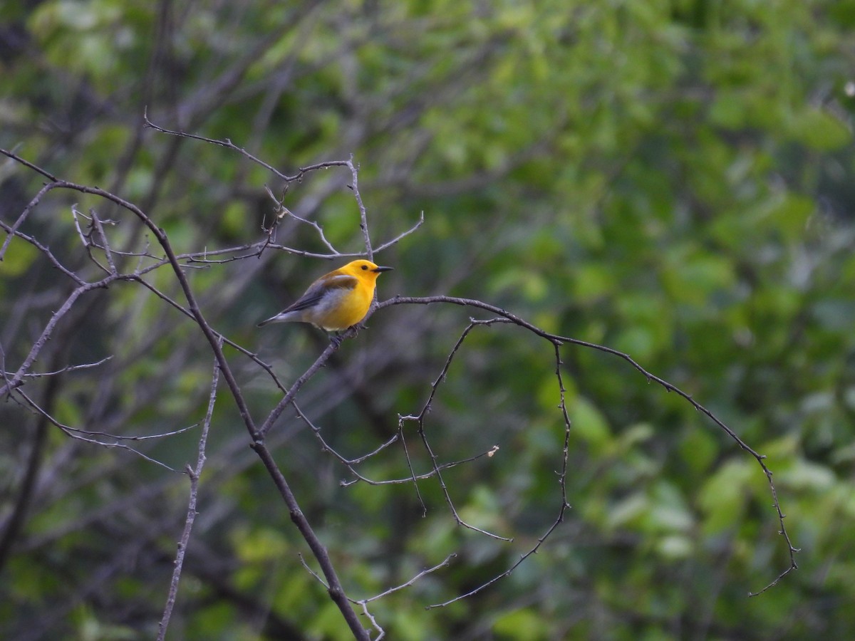 Prothonotary Warbler - ML618913214