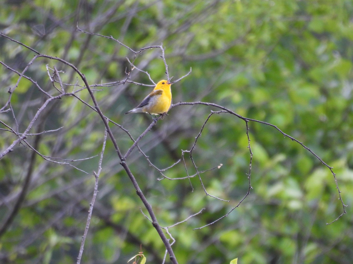 Prothonotary Warbler - ML618913215