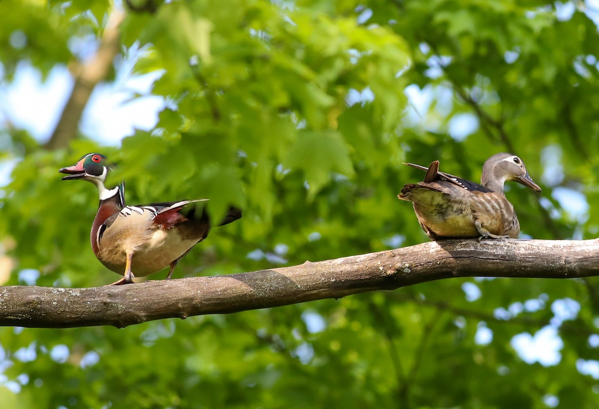 Wood Duck - Debbie Parker