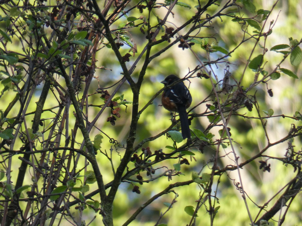 Eastern Towhee - Jennifer Grande