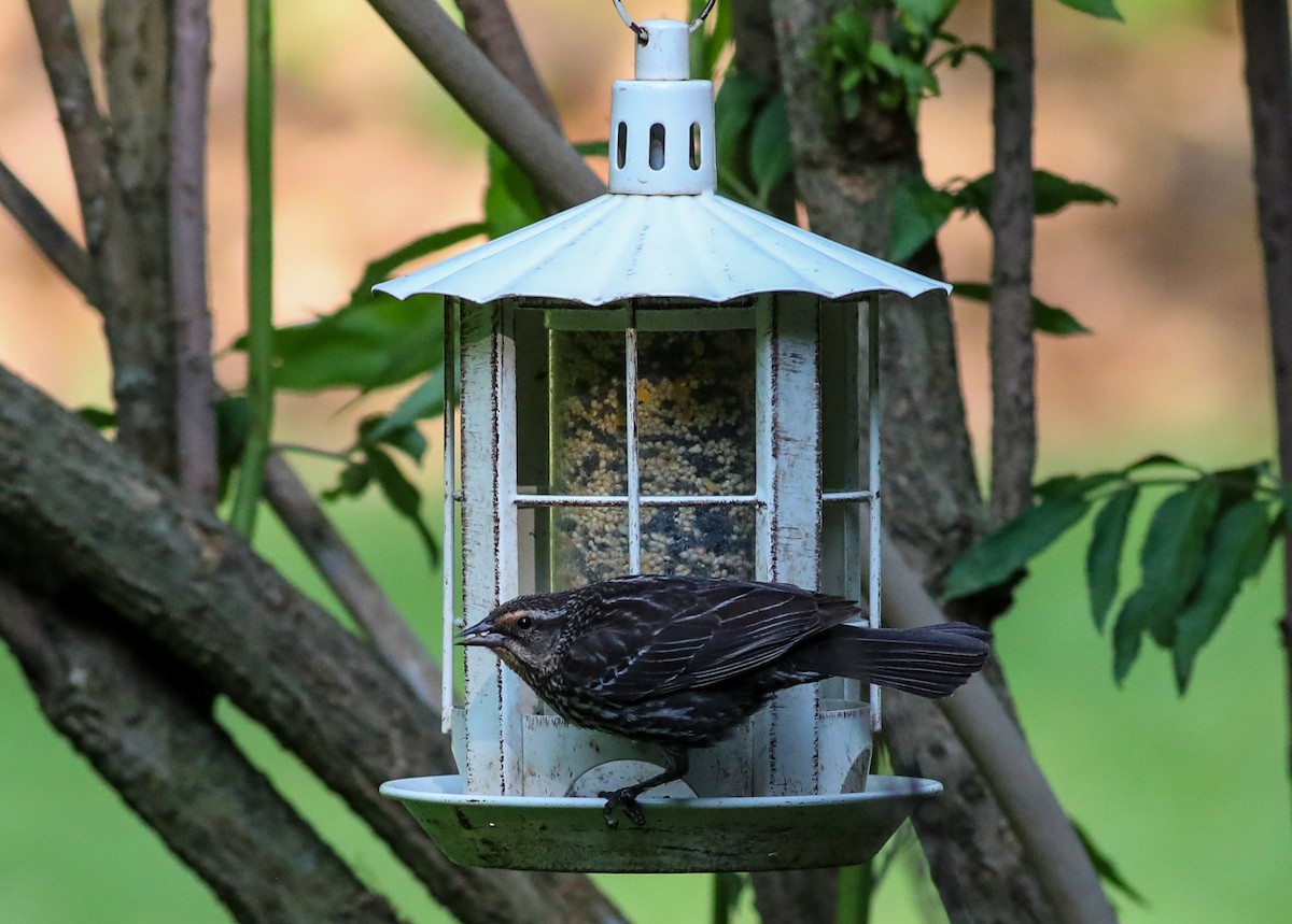 Red-winged Blackbird - Debbie Parker