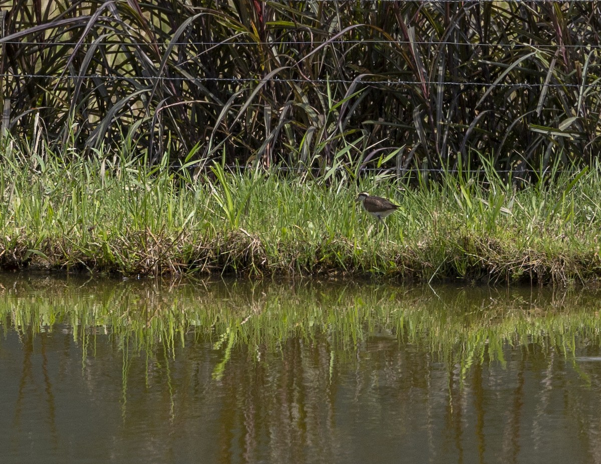 Wattled Jacana - Clarisse Odebrecht