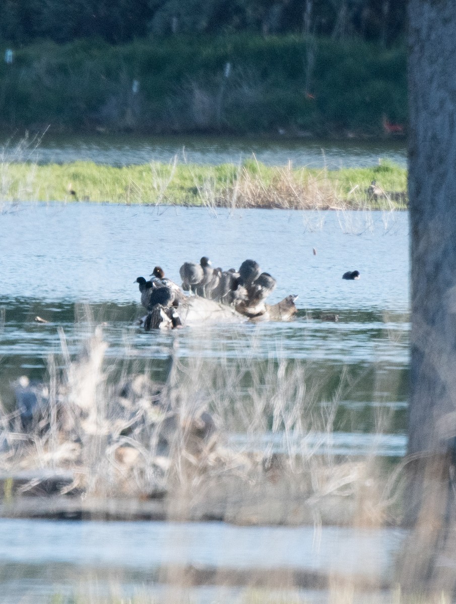 Common Goldeneye - Esther Sumner