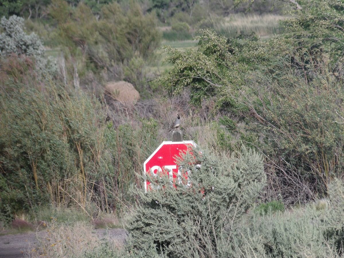 Gambel's Quail - Nicolette Emms